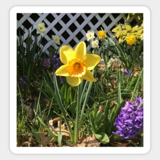 Yellow and Orange Daffodil With Friends Sticker